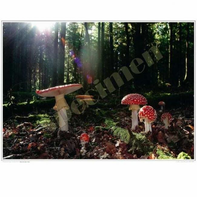 Poster Amanite tue-mouches