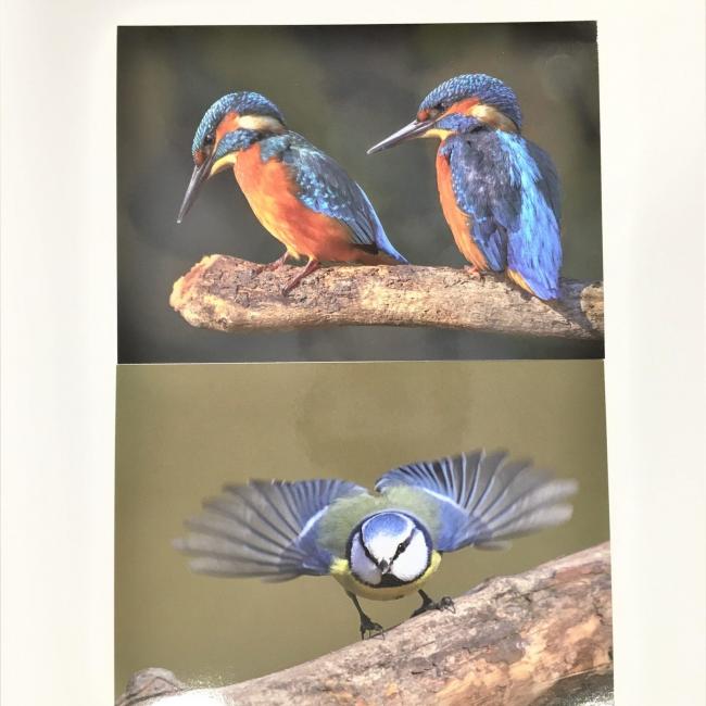 Lot de 2 grandes Cartes postales Oiseaux de Corrèze