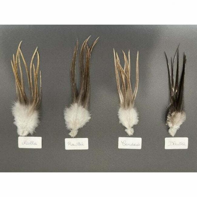 Plumes de Coq gris du Limousin Lancettes