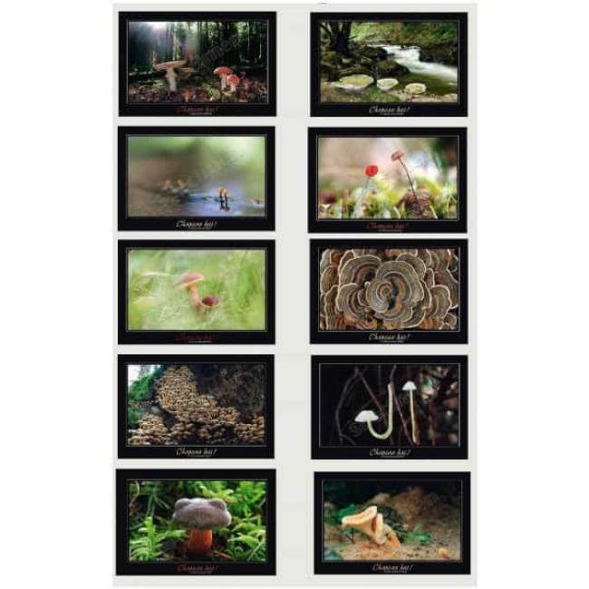 10 Cartes postales Champignons Artistiques