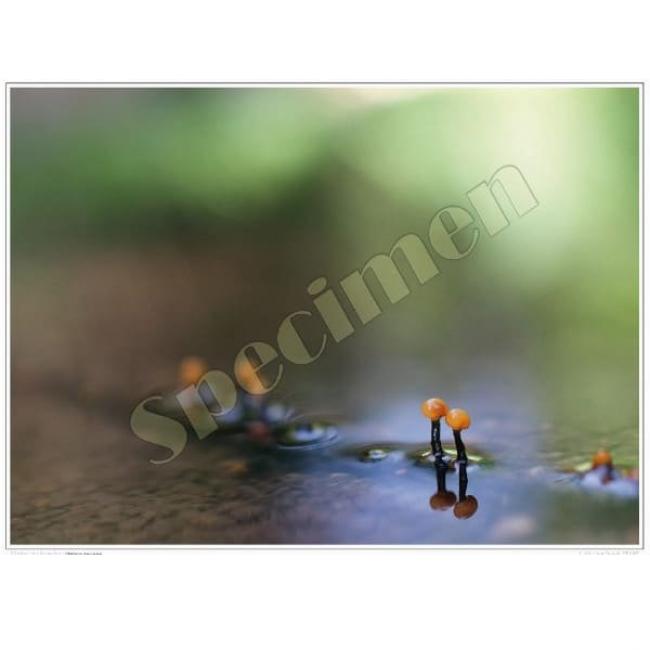 Poster Vibrisse des Branches