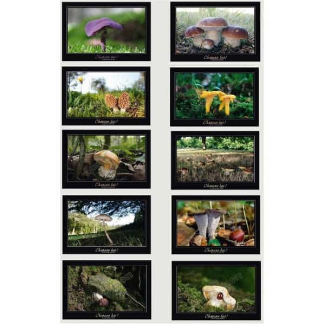 10 Cartes postales Champignons Comestibles