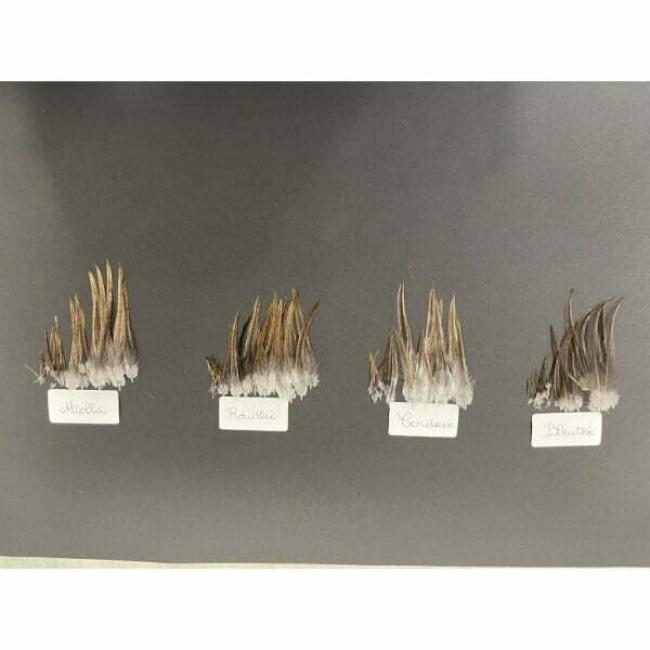 Plumes de Coq gris du Limousin Hackles