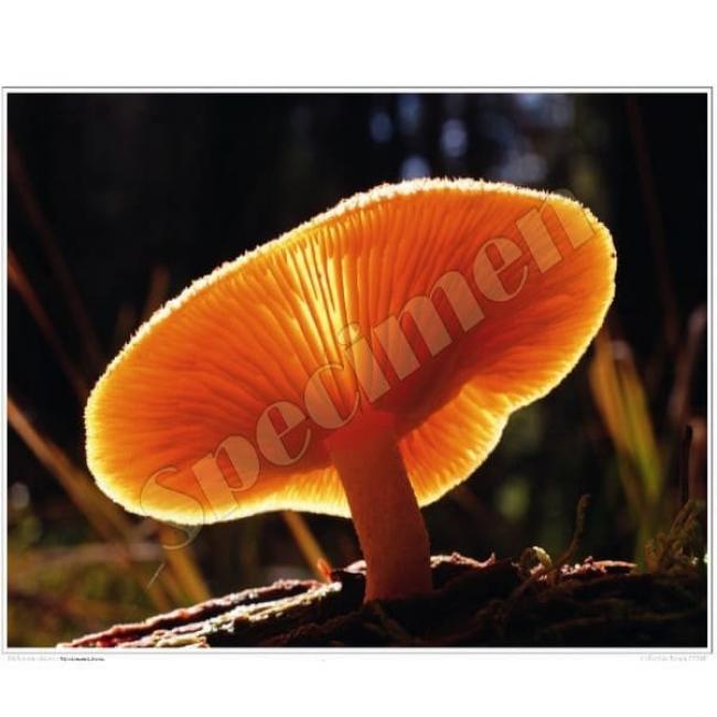 Poster Tricholome décoré