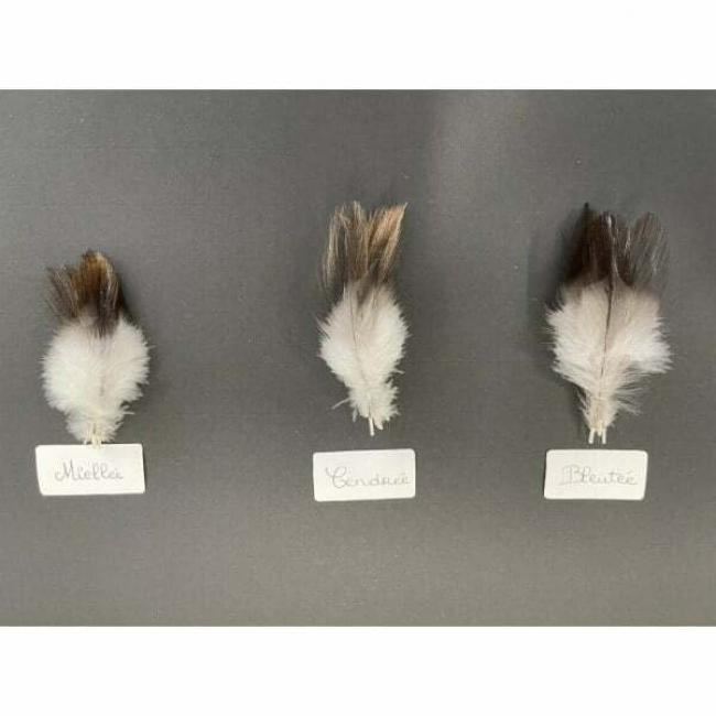 Plumes de Coq gris du Limousin Pelles d’Aile (de Cape)