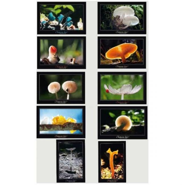 10 Cartes postales Champignons Transparences
