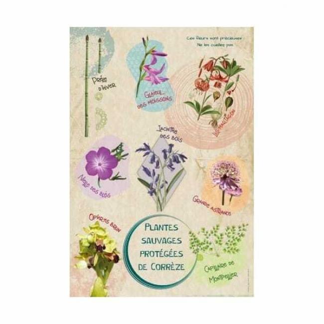 Poster Plantes Sauvages protégées de Corrèze