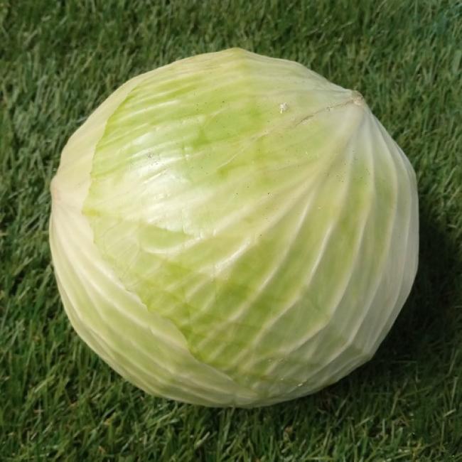 Chou blanc