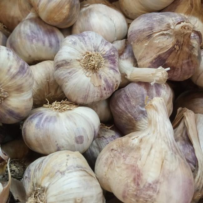 Ail violet