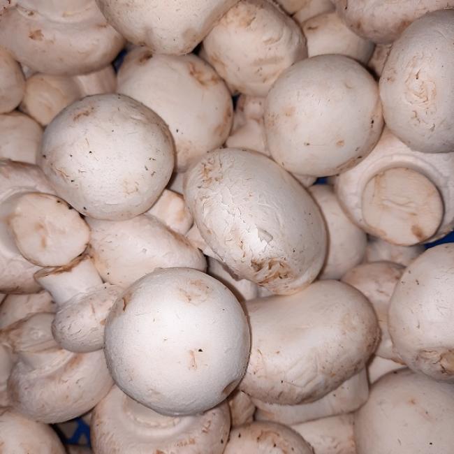 Champignon de Paris