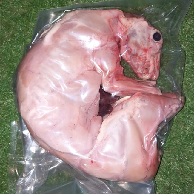 Lapin