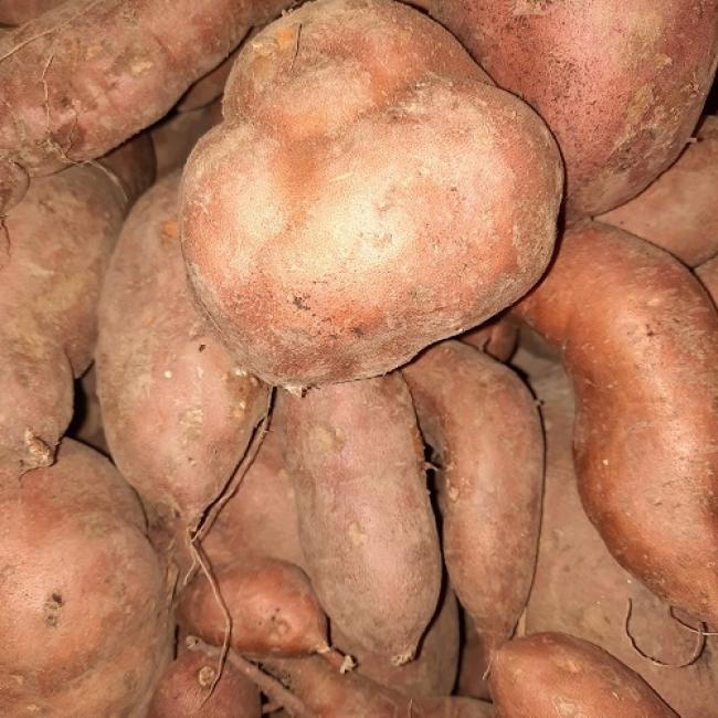 Patate douce