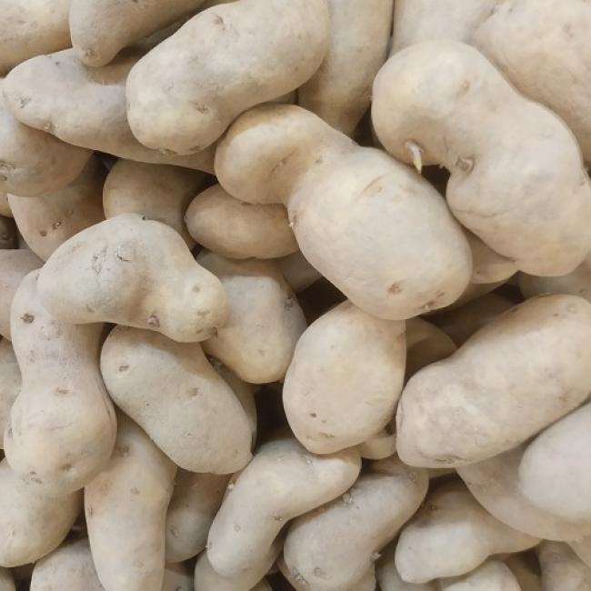 Pomme de terre Celtiane