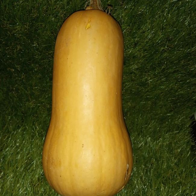 Butternut