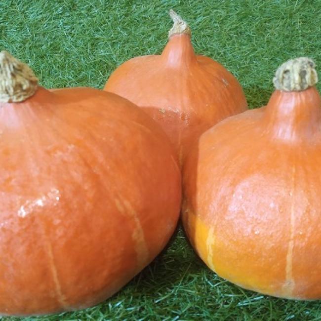 Potimarron