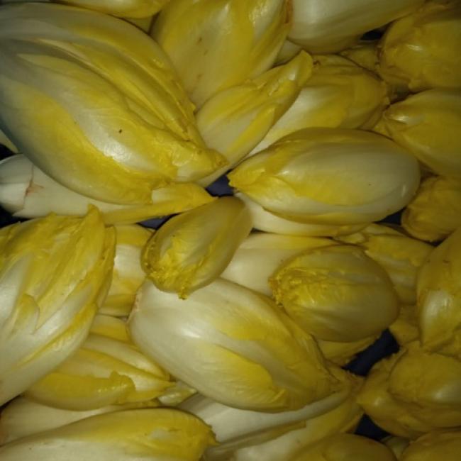 Endive