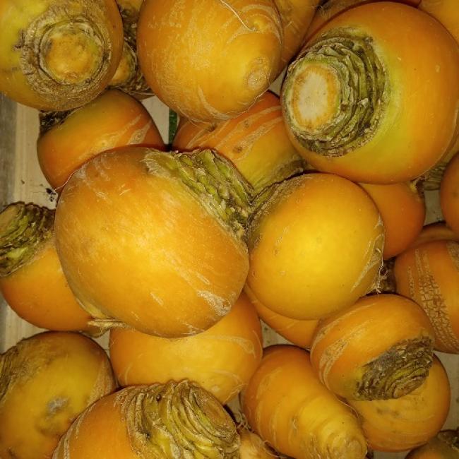 Navet Boule d’or