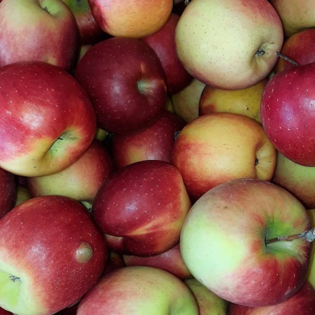 Pomme Mandy BIO