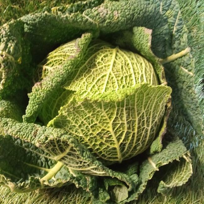 Chou vert