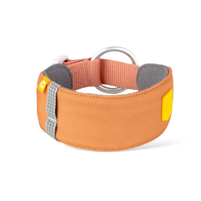 Collier pour chien - Color