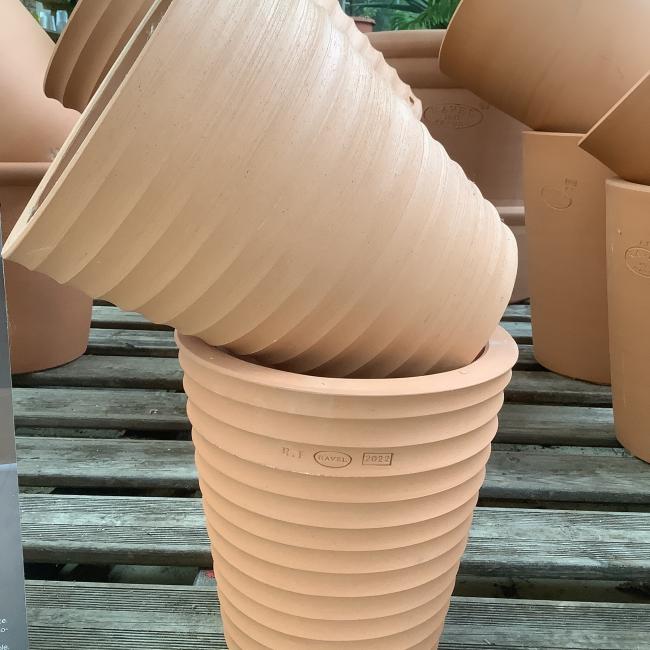 POT CYCAS STRIE