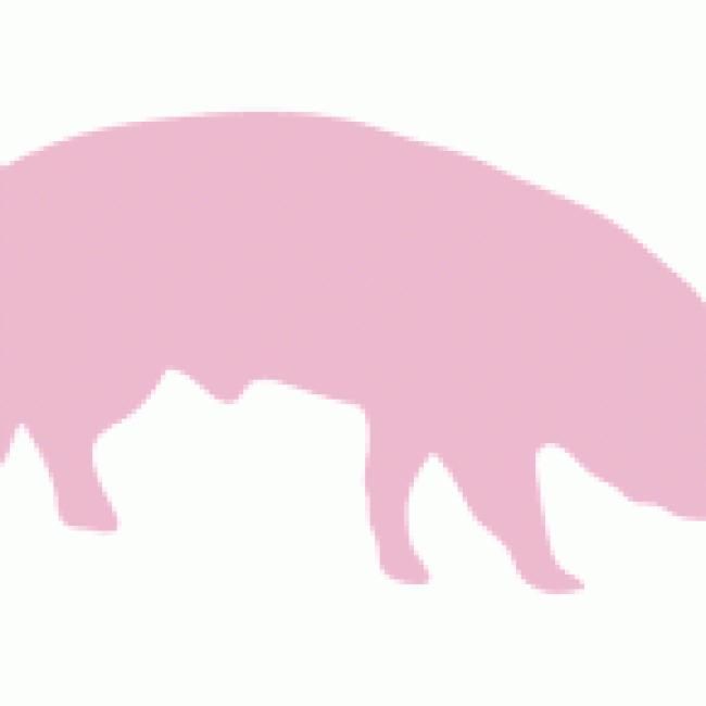 Jambonneau confit - 675
