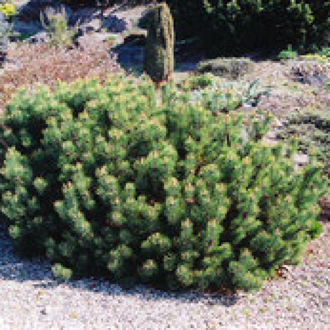 PINUS MUGO PUMILIO - CONIFÈRES NAINS ¤