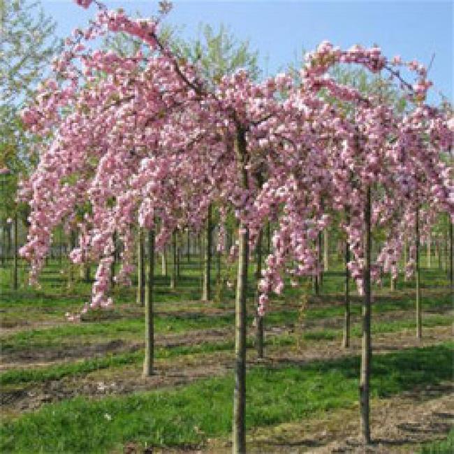 PRUNUS SERRULATA "KIKU SHIDARE SAKURA" DEMI-TIGE - Cerisier à fleurs pleureur ¤