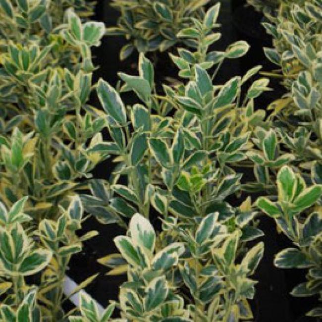 EUONYMUS JAPONICUS "BRAVO" - FUSAIN ¤