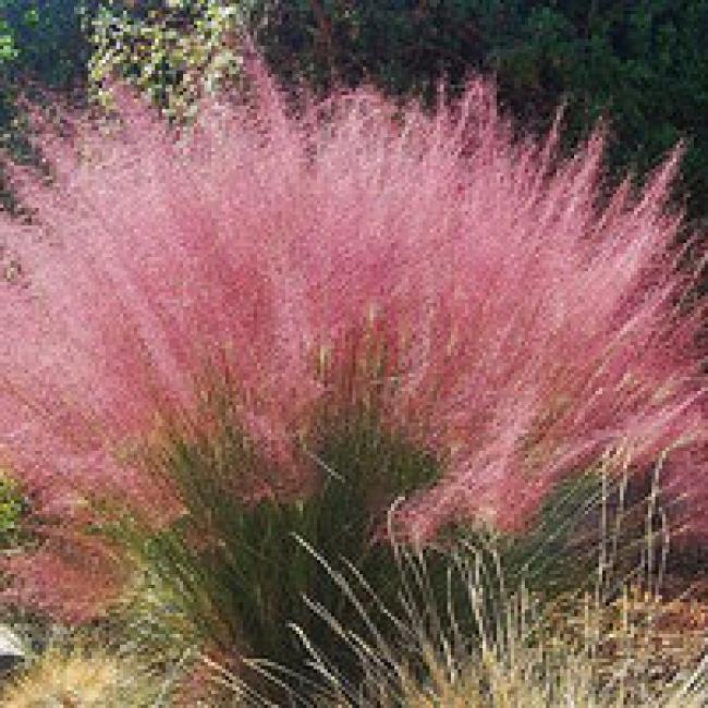 MUHLENBERGIA CAPILLARIS "PINK CLOUD" ¤