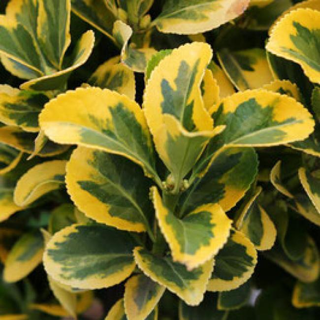 EUONYMUS JAPONICUS ELEGANTISSIMUS AUREUS - FUSAIN ¤