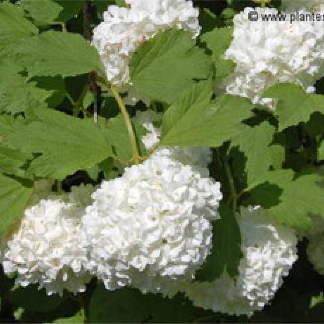 VIBURNUM OPULUS ROSEUM - VIORNE "BOULE DE NEIGE" ¤
