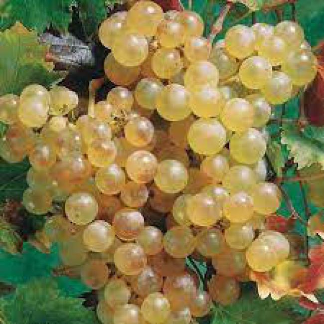 VIGNES DE TABLE ¤