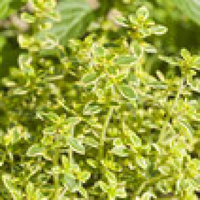 THYM CITRON