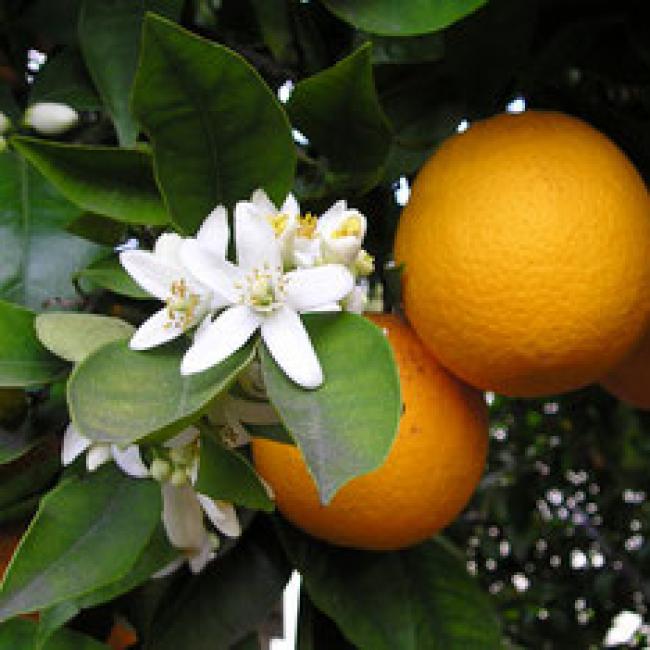 ORANGER - CITRUS SINENSIS - QUART DE TIGE ¤¤