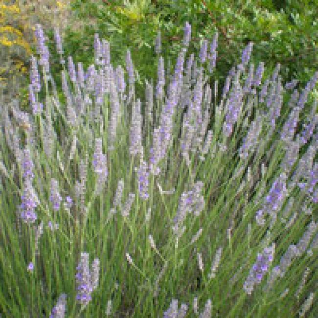 LAVANDULA x INTERMEDIA "GROSSO" - LAVANDIN