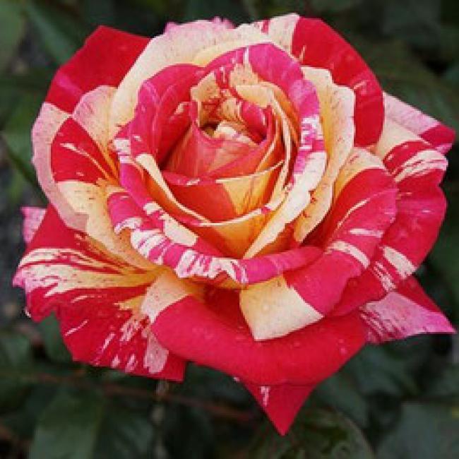 ROSIER BROCÉLIANDE®