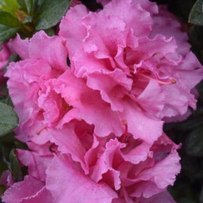 AZALÉE DE JARDIN "BLOOM CHAMPION®" REMONTANT - AZALEA JAPONICA