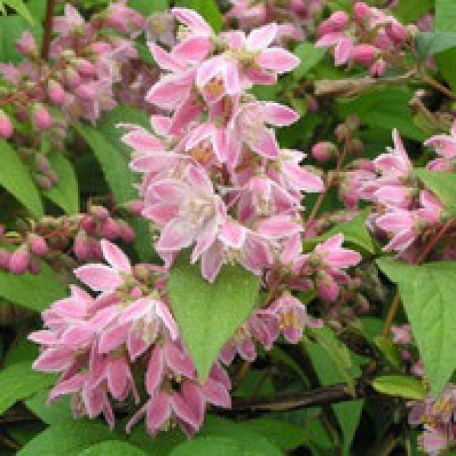 DEUTZIA - DIFFÉRENTES VARIÉTÉS ¤