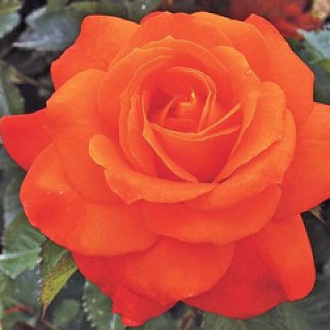 ROSIER SUPER TROUPER® ¤