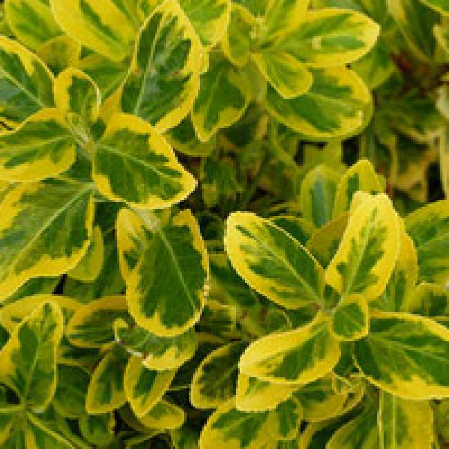 EUONYMUS JAPONICUS AUREOMARGINATUS - FUSAINS