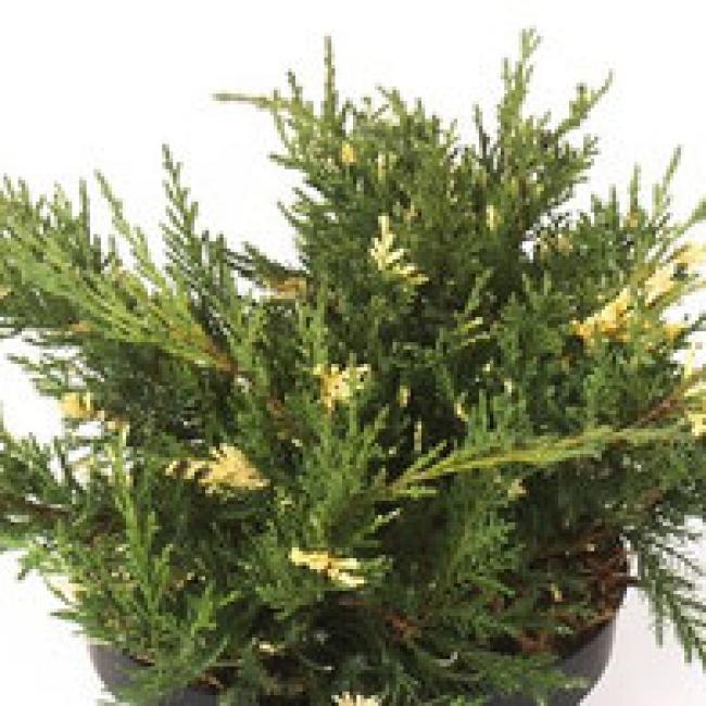 JUNIPERUS X PFITZERIANA "WHITE SPLASH" ¤