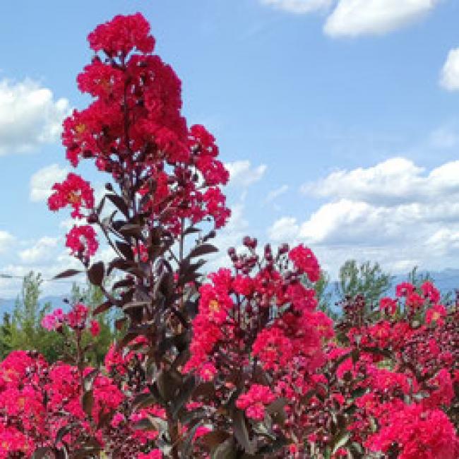 LAGERSTROEMIA INDICA - LILAS DES INDES ¤