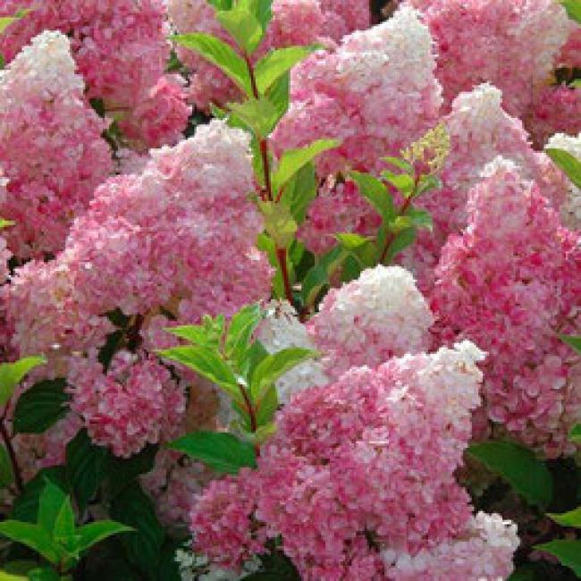 HYDRANGEA PANICULATA "VANILLE FRAISE®" ¤