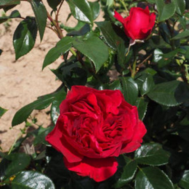 ROSIER CLOS VOUGEOT® DELROUS ¤