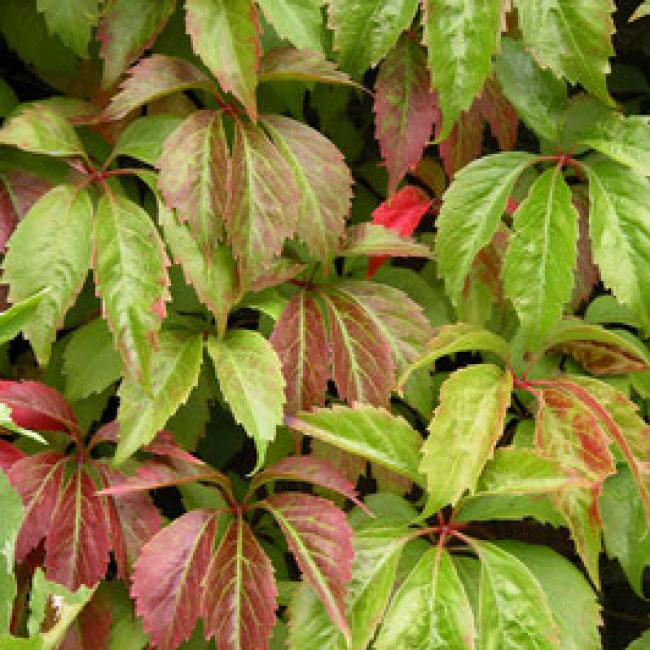 PARTHENOCISSUS QUINQUEFOLIA ENGELMANII - VIGNE VIERGE ¤