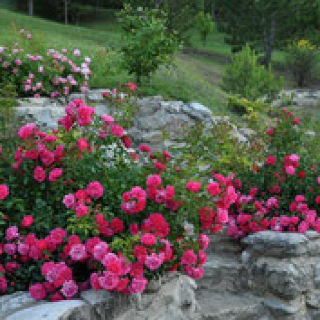 ROSIERS PAYSAGERS DECOROSIERS® ¤