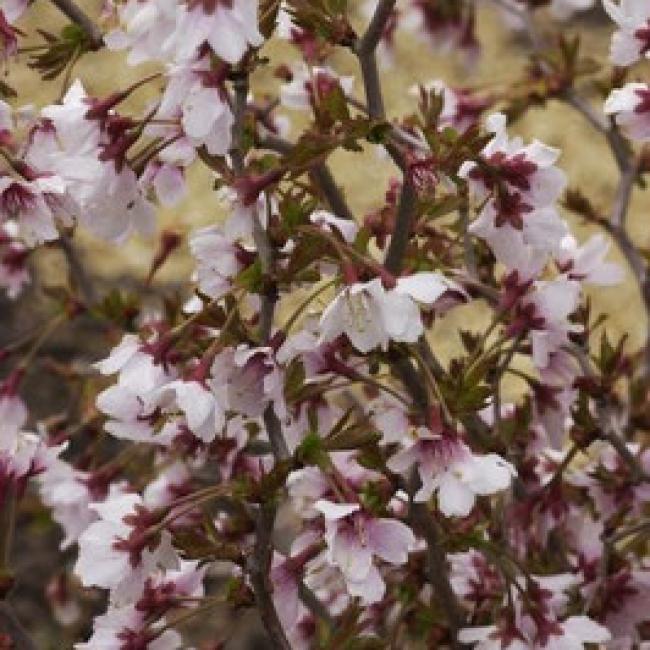 PRUNUS INCISA "KOJO-NO-MAI" - CERISIER À FLEURS DU JAPON ¤