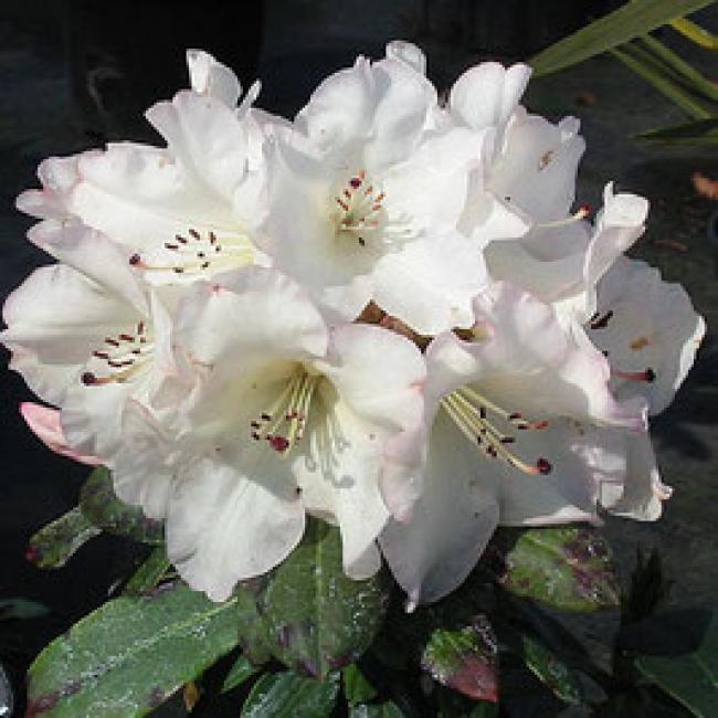 RHODODENDRON - DIFFÉRENTES VARIÉTÉS ¤