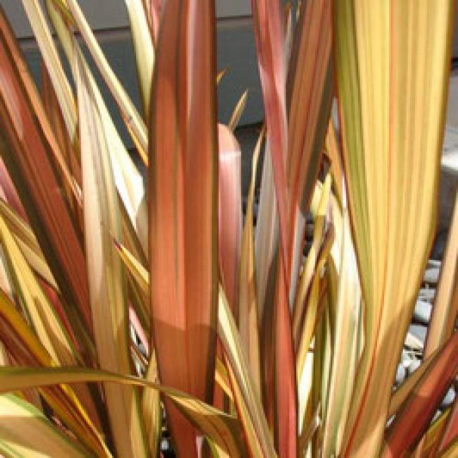 PHORMIUM TENAX "APRICOT QUEEN" ¤